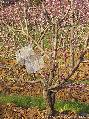 Image of peach tree