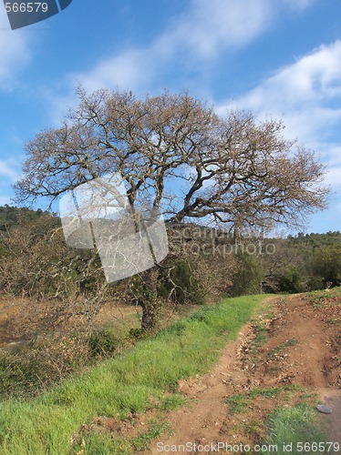Image of Big oak tree