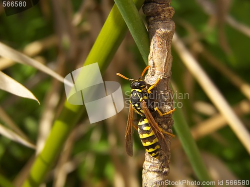 Image of climbing wasp