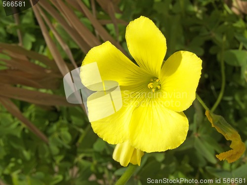 Image of weed flower