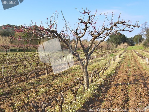 Image of peach tree