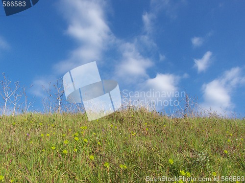 Image of meadow and sky background