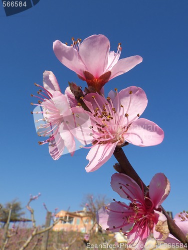 Image of peach flowers