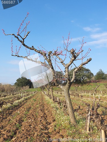 Image of peach tree