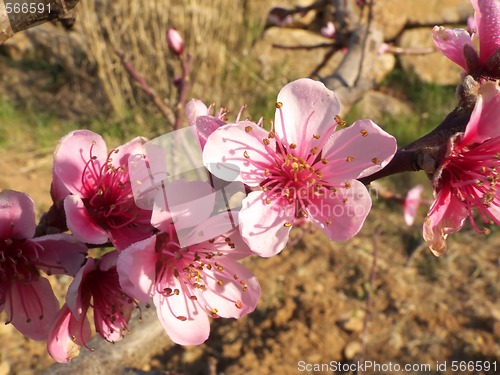 Image of peach flowers