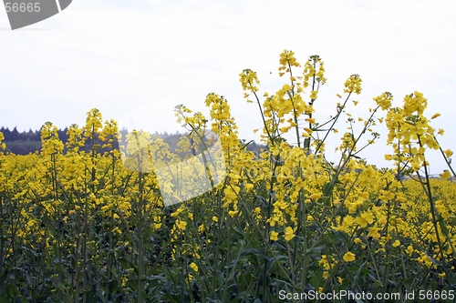 Image of Rape-seed field