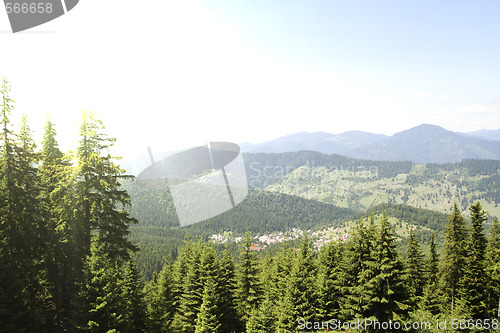 Image of Forest landscape