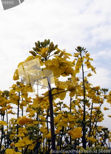 Image of Huge Rape-seed