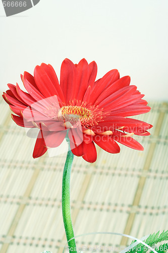 Image of Gerber daisy