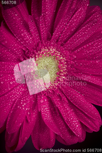 Image of pink gerbera