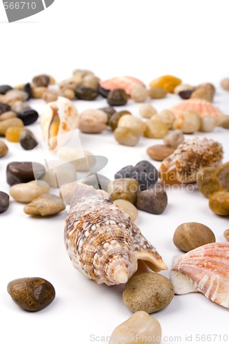 Image of sea shells