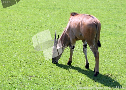 Image of Grazing Gazelle