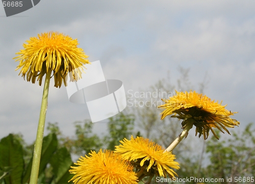 Image of Dandelions