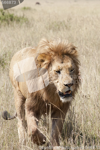 Image of African lion