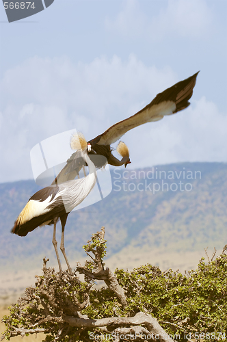 Image of Grey crowned crane