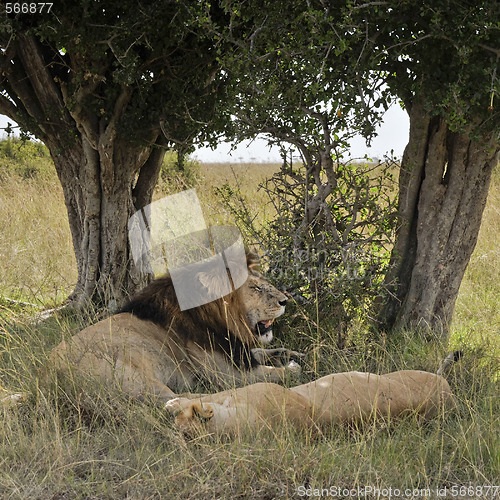 Image of Lions resting under tree