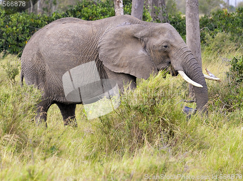 Image of elephant  in Masai Mara bush