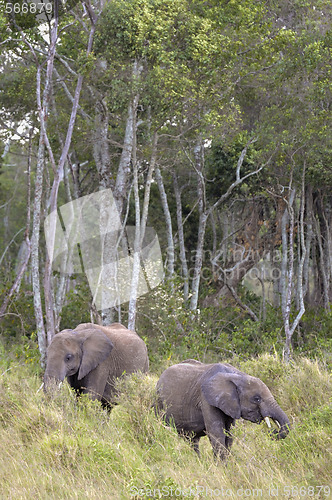 Image of Two elephants 