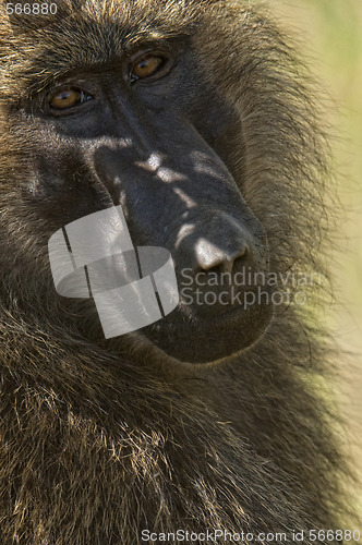 Image of Baboon