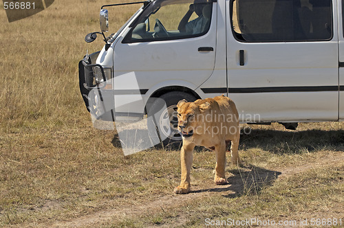 Image of lioness pass by car with tourists 