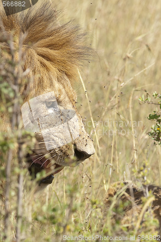 Image of African lion 