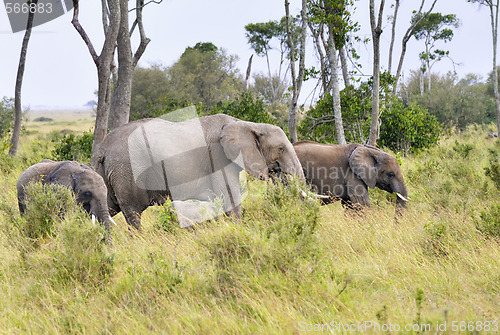 Image of elephants  herd