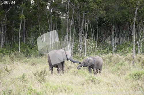 Image of Greeting