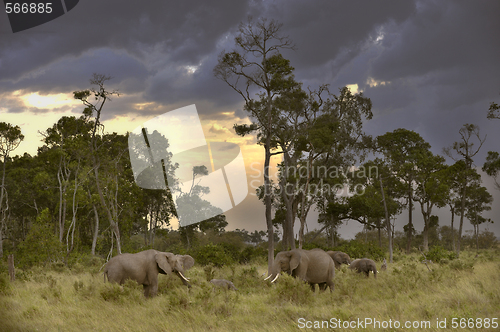 Image of herd of elephants  in twilight