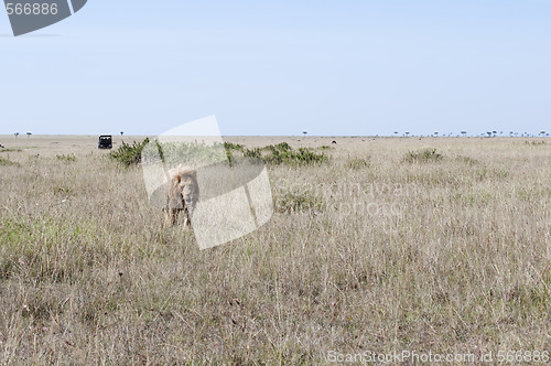Image of African lion  walking in savannah;car witj tourists on backgroun