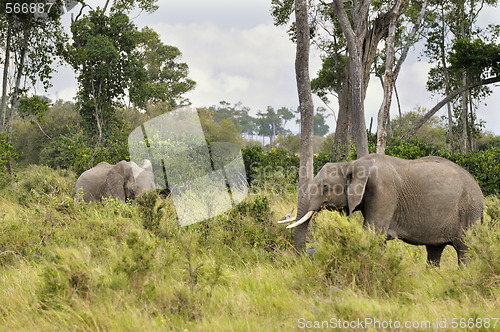 Image of elephants   in Masai Mara