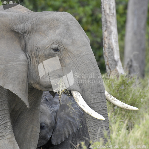 Image of elephant with calf portrait