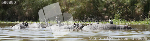 Image of Great Cormorants resting on hippo backs