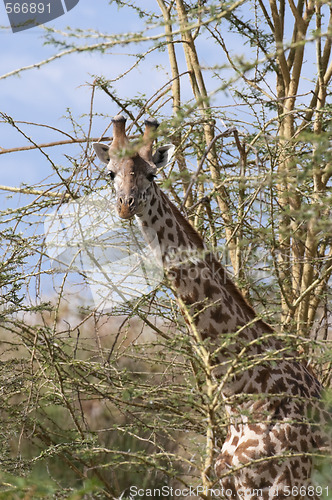 Image of Masai Giraffe