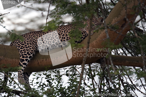 Image of relaxing leopard
