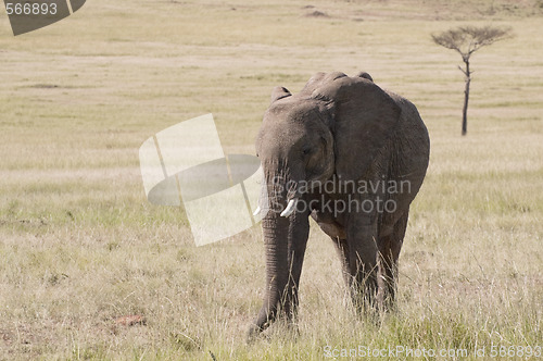 Image of elephants   in savannah