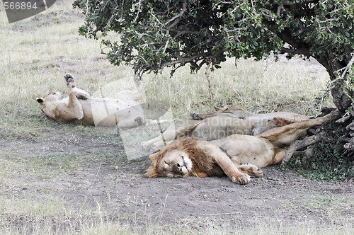 Image of Lions resting after plentiful  feeding 