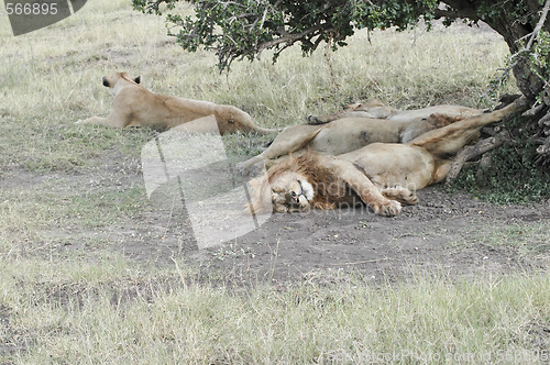 Image of Lions pride resting