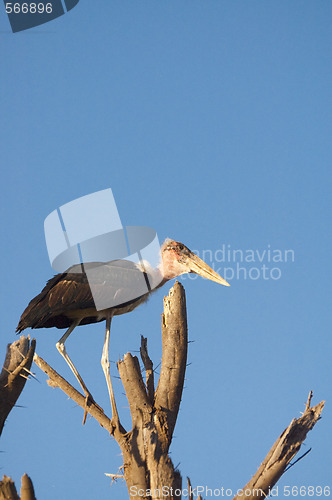 Image of Marabou stork