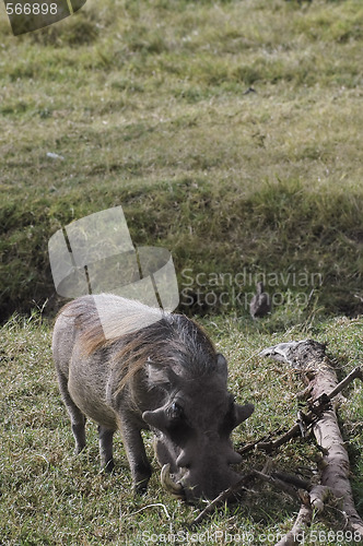 Image of Mature Warthog