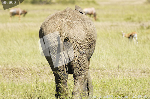 Image of elephant walking out