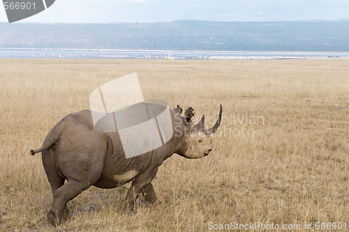 Image of Southern White Rhino