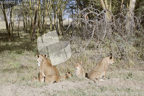 Image of Lionesses with cubs