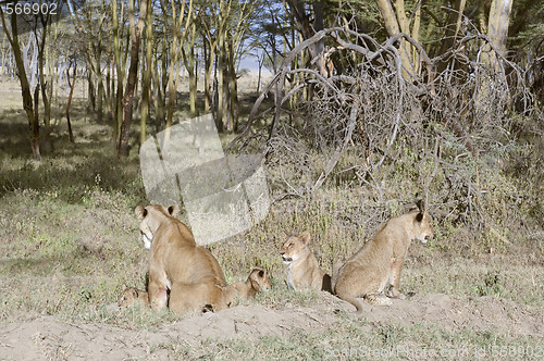 Image of Lionesses with cubs