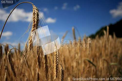 Image of cereals