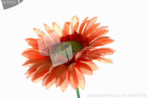 Image of red flower