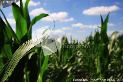 Image of field of maize