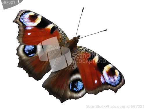 Image of Butterfly