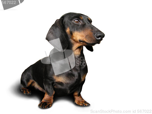 Image of Black and brown dog (dachshund) on 