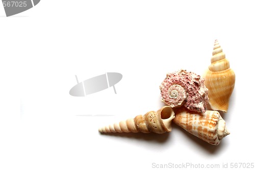 Image of Seashells on white