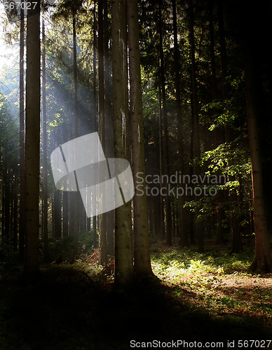 Image of Syn rays in the wood